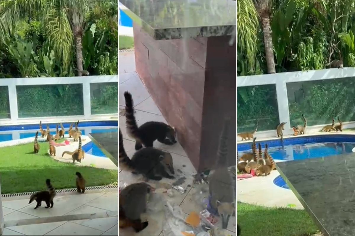 Bando de quatis 'invade' casa de veraneio, pula na piscina e surpreende turistas; VÍDEO