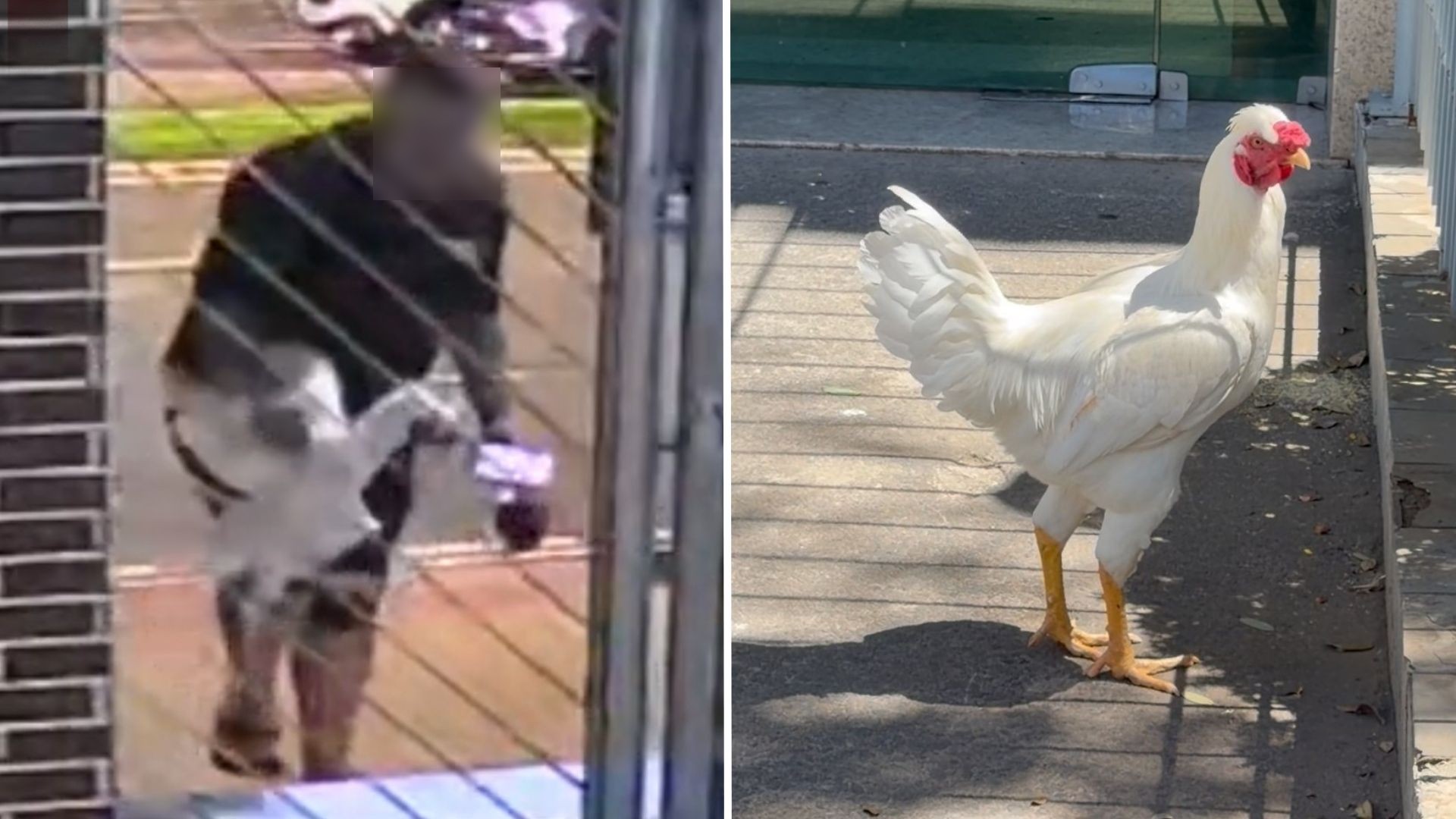 VÍDEO: galo comunitário de condomínio é 'sequestrado' por entregador em calçada de Vitória