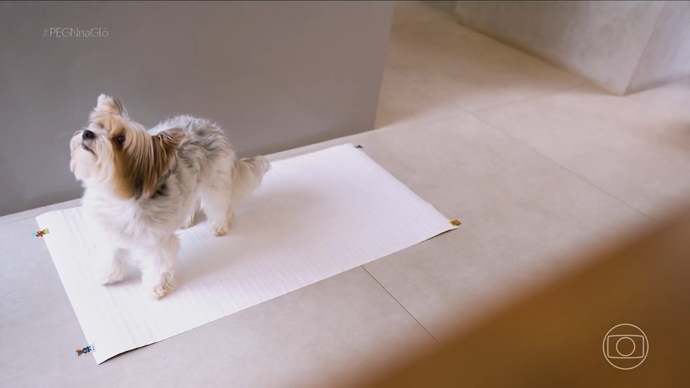 Empresário cria tapete higiênico biodegradável para pets — Foto: Reprodução/PEGN