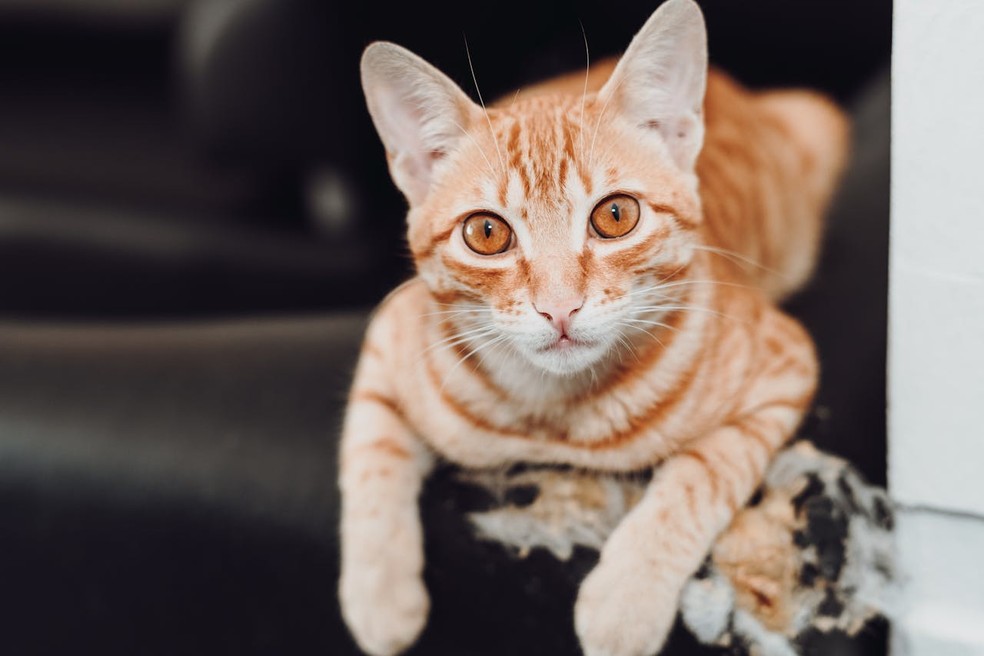 Qual é o melhor sofá para quem tem gato? — Foto: Saulo Leite/Pexels