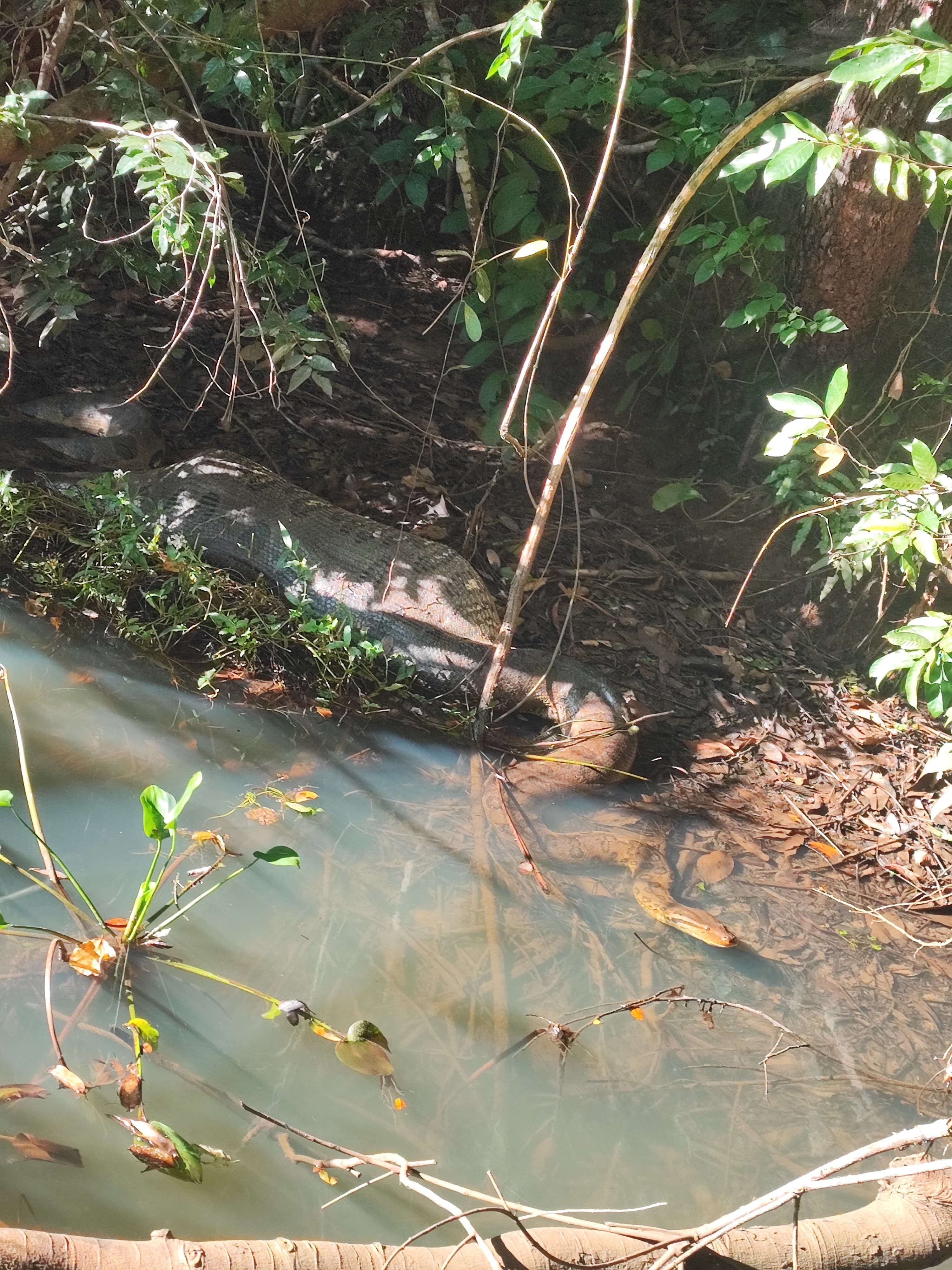 Sucuri é flagrada 'jiboiando' após engolir presa em rio de MS