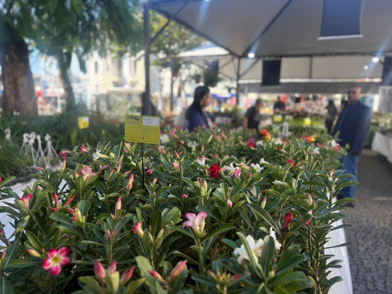 Com mais de 150 espécies de flores e plantas, Feira de Holambra é realizada em Juiz de Fora