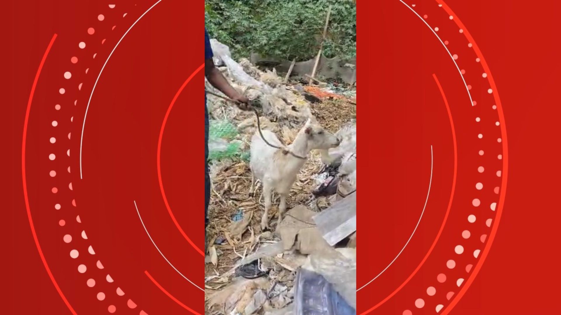 Homem é preso por maus-tratos e 47 animais entre cabras e cavalo são resgatados em antiga  boate no ES
