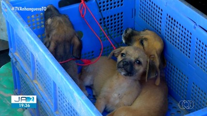 Ação de encoleiramento de cães e gatos é realizada em Palmas; confira