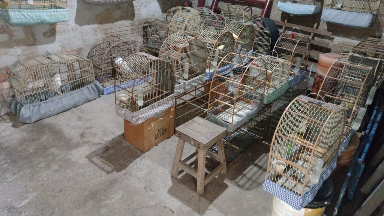 Mais de 60 animais são resgatados e multas somam R$ 85,5 mil no interior de SP