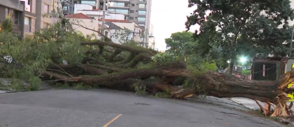 Árvore caída na Rua Eça de Queiroz, na Vila Mariana, Zona Sul de São Paulo, na manhã do dia 11 de dezembro de 2025 — Foto: Caio Portari/TV Globo
