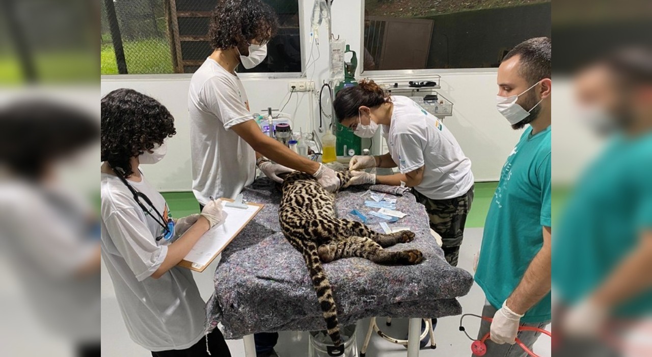 ONG identifica fraturas em jaguatirica resgatada após quase ser atacada por cães em sítio de Jundiaí