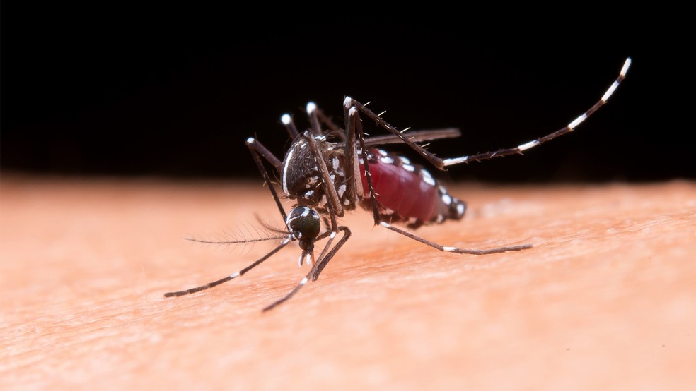 Mosquito transmissor da dengue, Aedes aegypti — Foto: Banco de Imagens