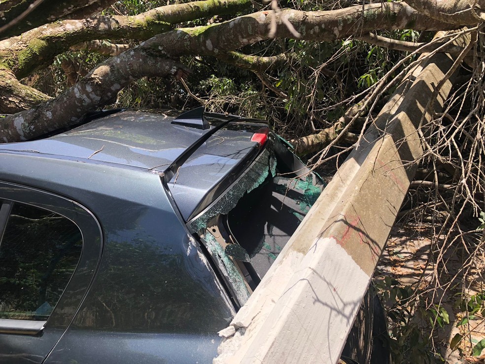 Poste foi derrubado por árvore e também atingiu carro — Foto: Layssa Vilela/Inter TV Cabugi
