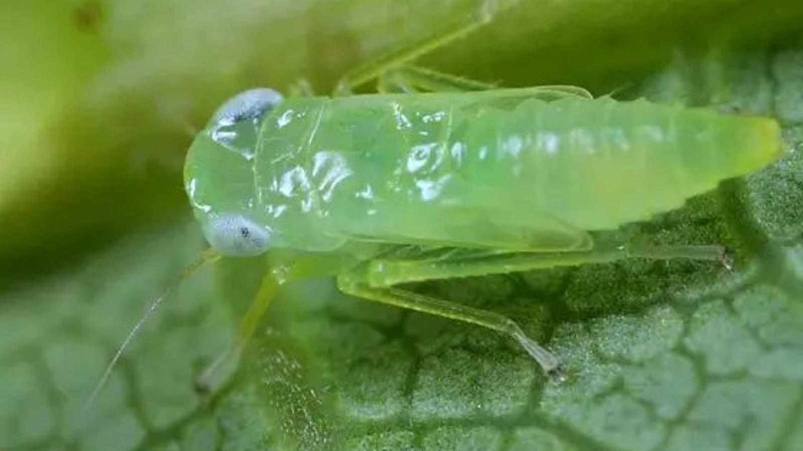Enfrentamento da cigarrinha exige estratégias de manejo em três frentes 