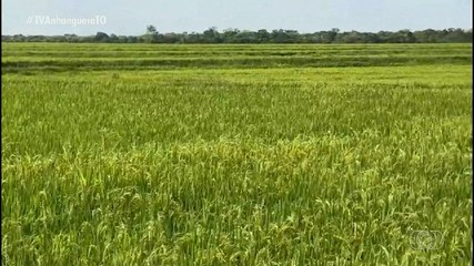 Produção de arroz no Tocantins deve chegar a 768 mil toneladas