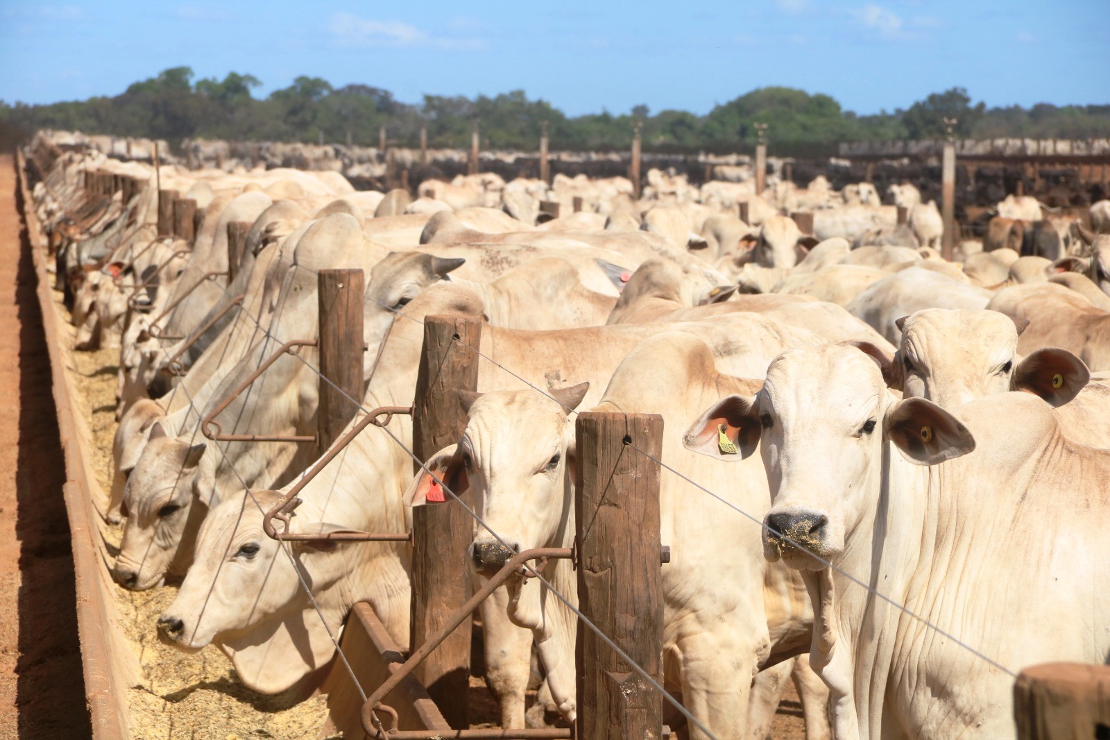 Quantidade de bois é quase oito vezes maior que a população humana no Tocantins, diz IBGE
