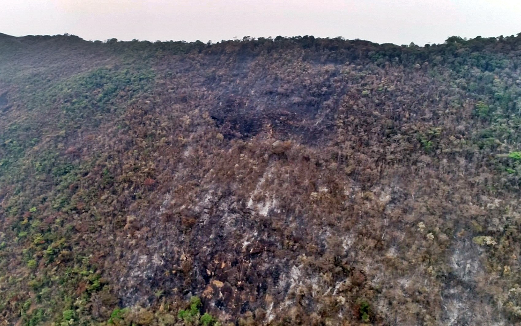 Animais procuram refúgio e contam com ajuda para se alimentarem em serra destruída pelas queimadas no Sul de MG