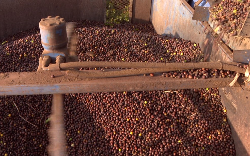 Taxação do café brasileiro pelos EUA preocupa produtores em meio à queda nos preços no Sul de Minas — Foto: Reprodução EPTV