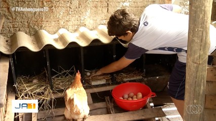Menino de 11 anos começa a empreender ao criar galinhas e vender ovos