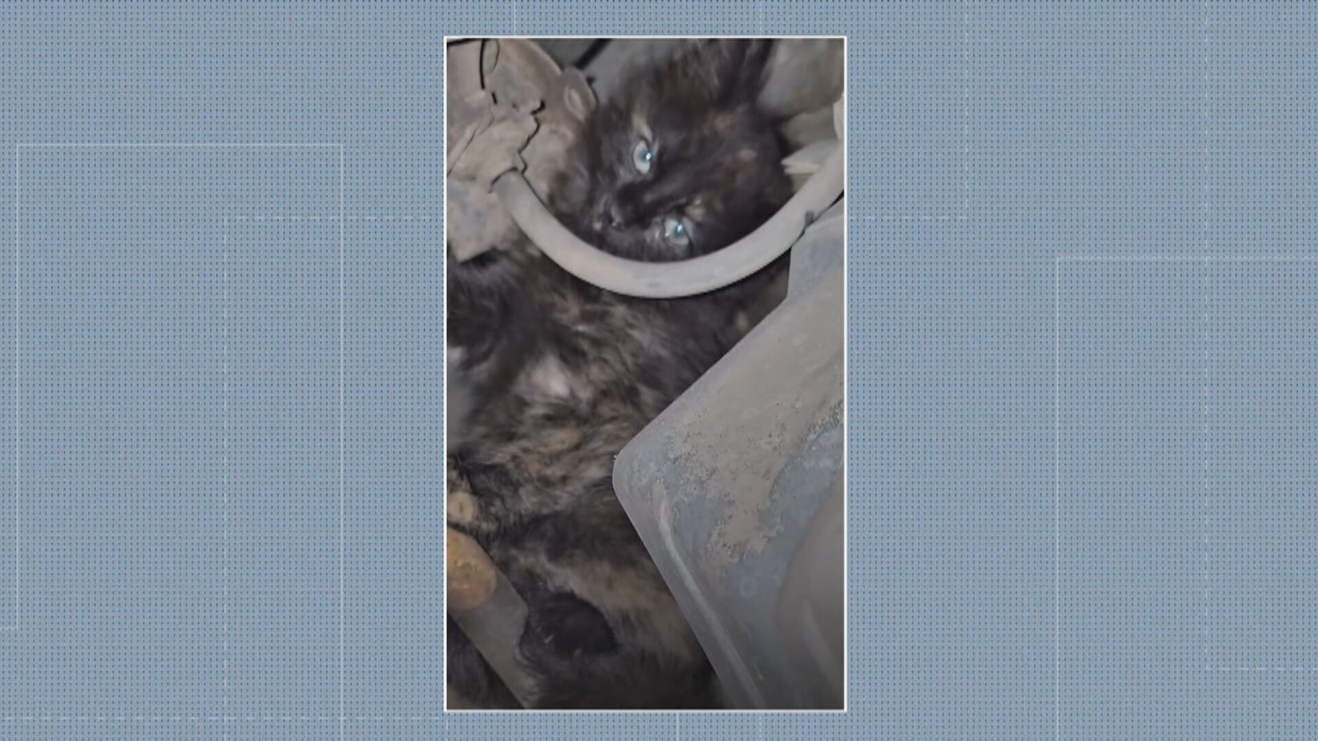 Gato atravessa o Rio escondido em capô de carro, é adotado por motorista e ganha o nome de ‘Zona Sul’