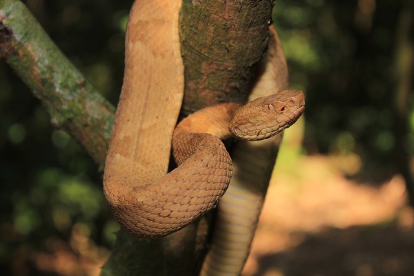 Ilha brasileira tem 2ª maior concentração de cobras no mundo - Nacional -  Estado de Minas