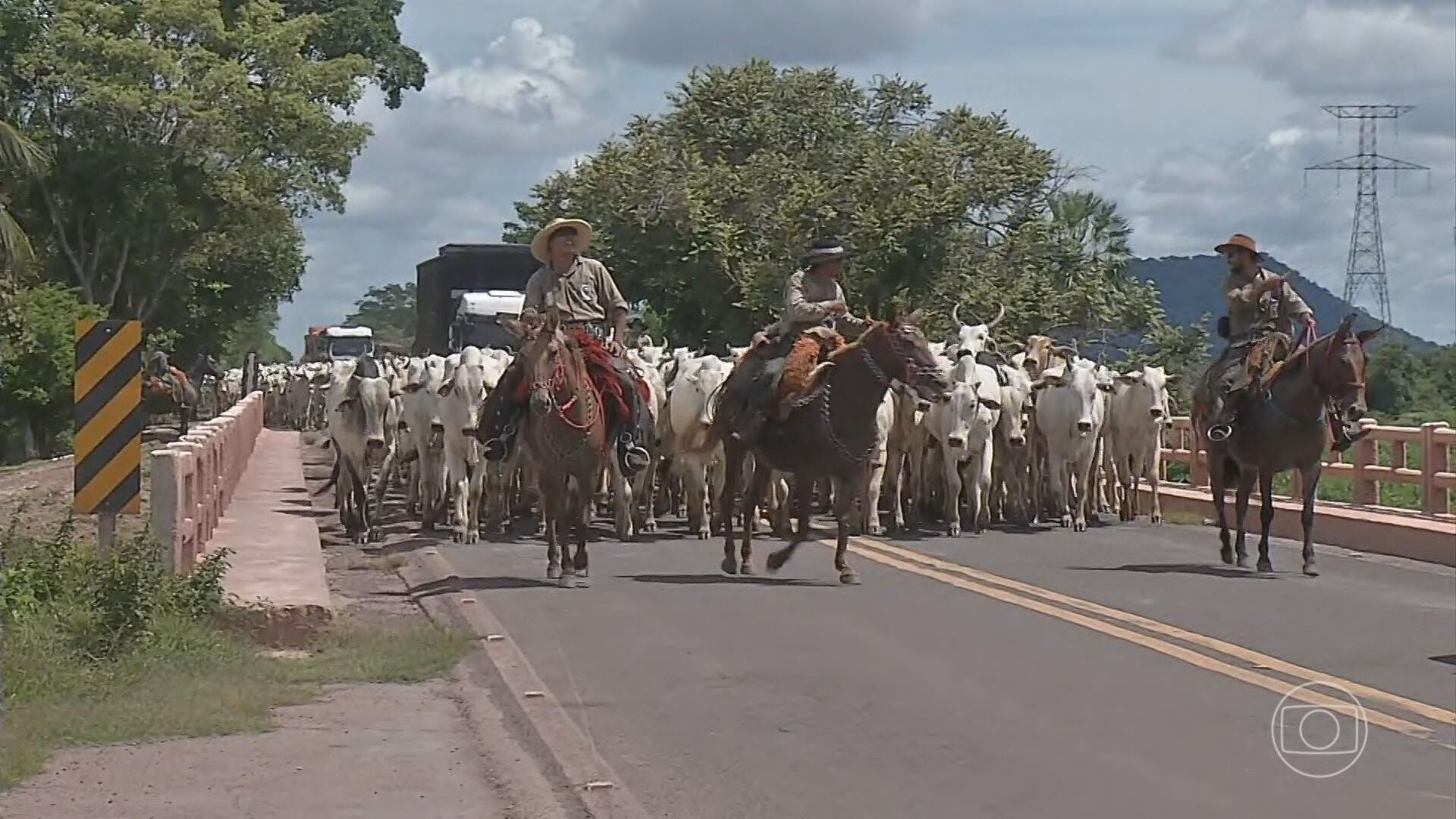 Motorista de aplicativo fica ferido após atropelar e matar cavalo na  BR-277, na Grande Curitiba