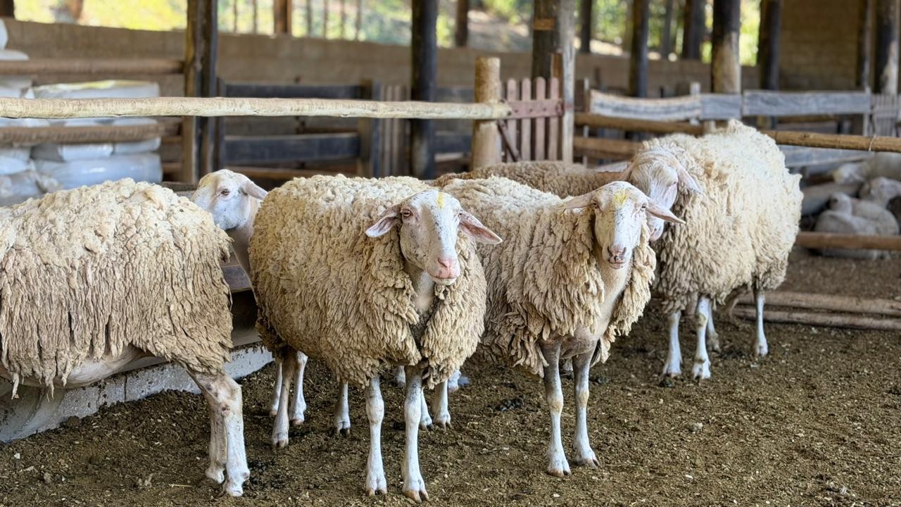 Família transforma criação de ovelhas em experiência de turismo e gastronomia em MG