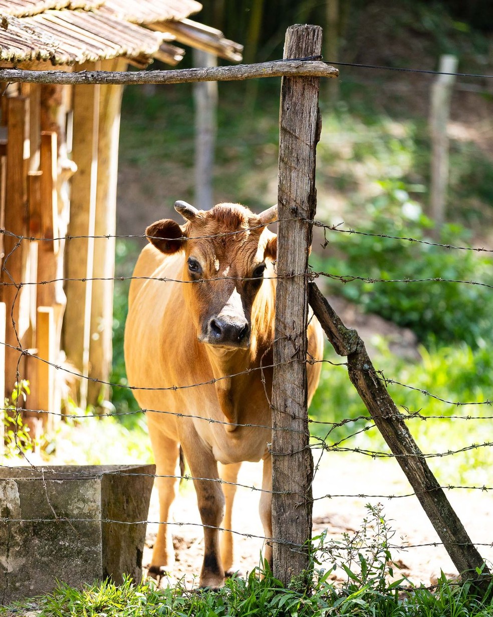 Vaquinha para adoção — Foto: Mariana com um dos caezinhos do Instituto