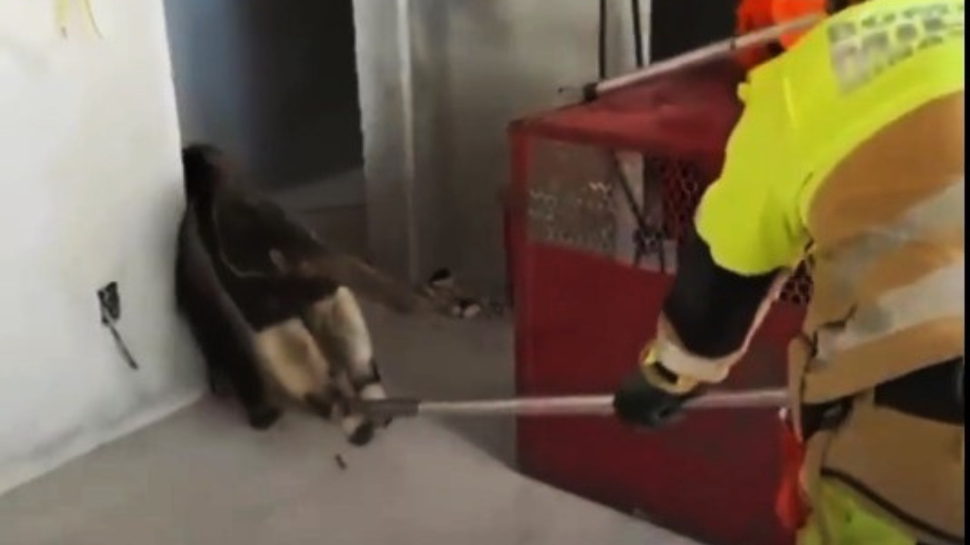 Tamanduá-bandeira dá trabalho, mas é resgatado em condomínio em Divinópolis; vídeo