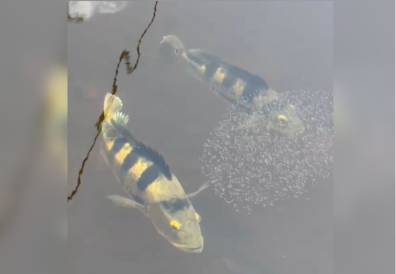 Casal de Tucunarés protege filhotes em lago no Tocantins; VÍDEO