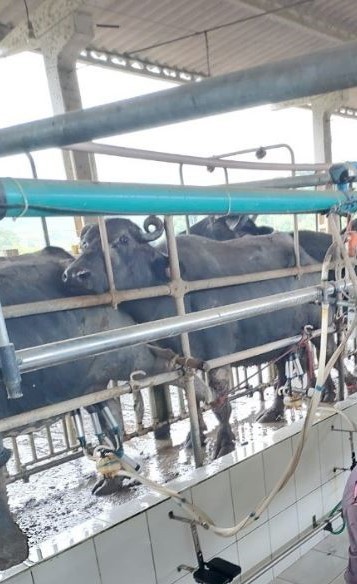 Fazenda que foi de Pelé está à venda em Juquiá (SP) — Foto: Casa Morumbi Imóveis