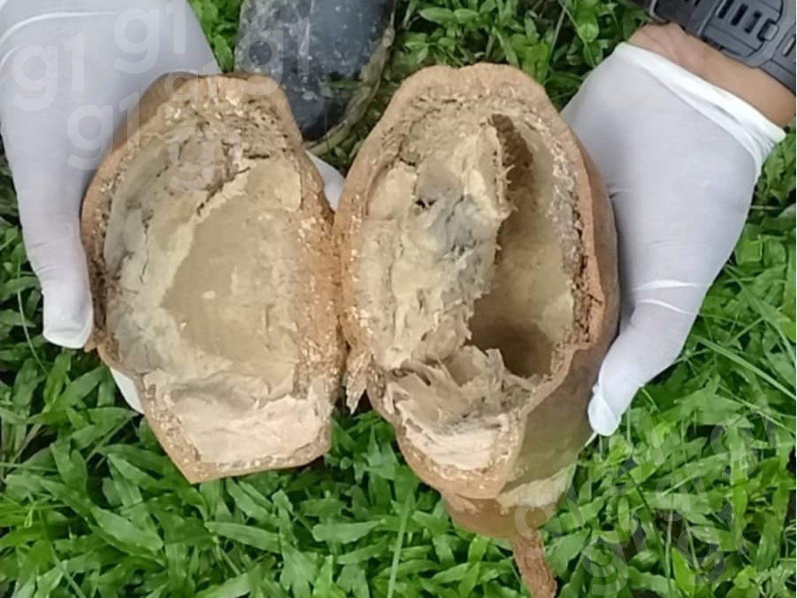 Praga do cacau e cupuaçu: Nova suspeita de monilíase é investigada no interior do Acre