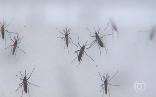 Incidência de casos de dengue no Brasil é mais que o triplo do índice que especialistas consideram alto