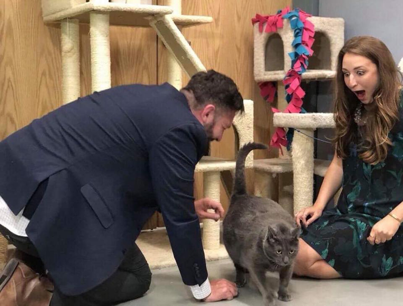 Bruno, gato acima do peso que ficou famoso na Web, é adotado nos EUA