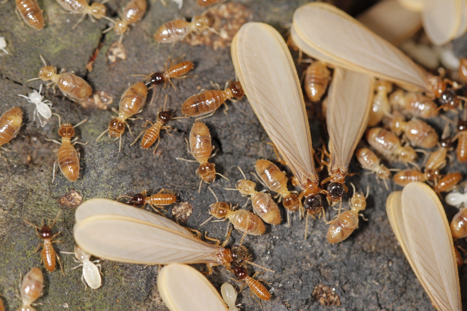 Cupins alados: entenda por que eles surgem no fim da tarde e início da  noite nesta época do ano | G1