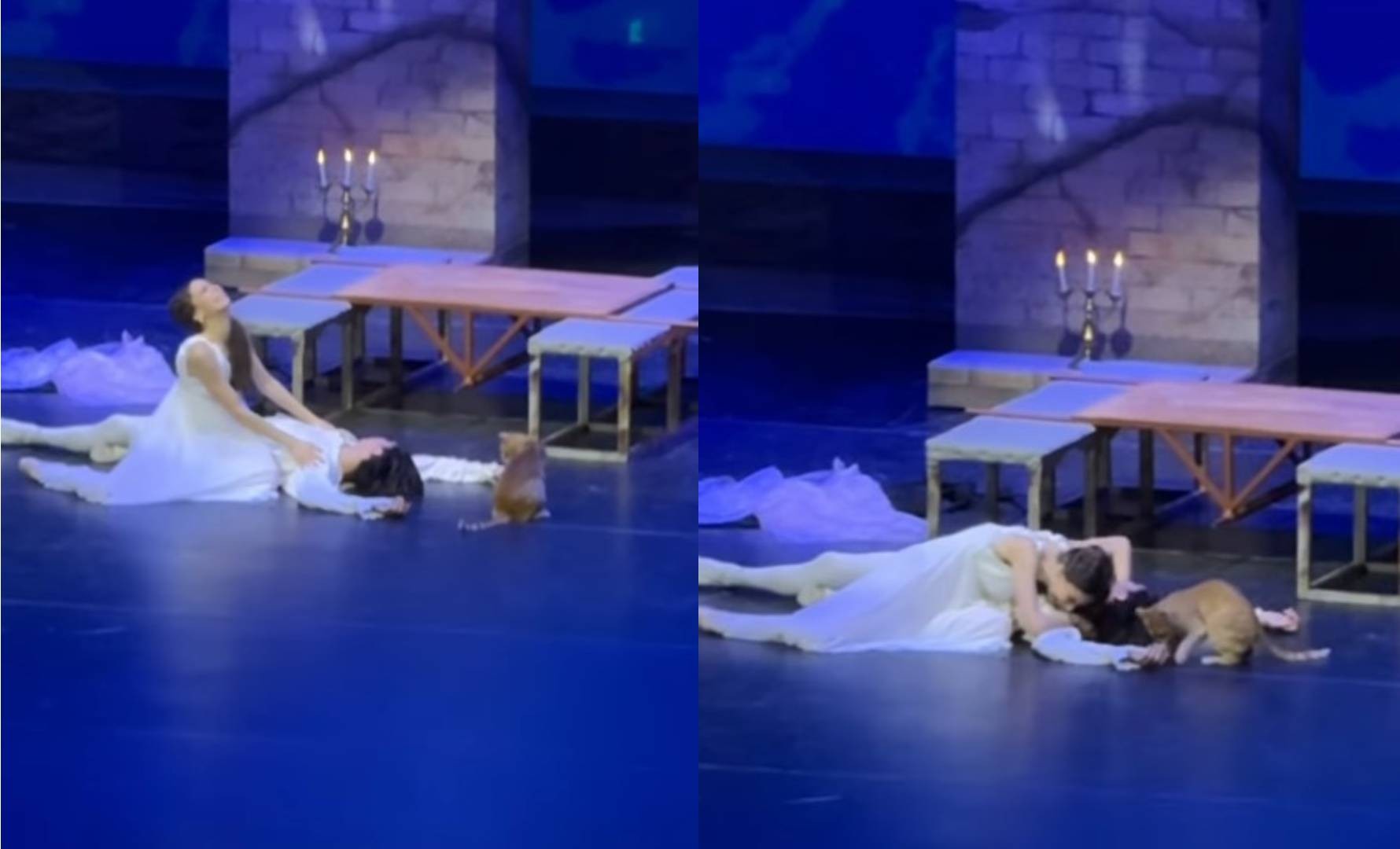 Gato invade palco e rouba a cena durante apresentação de Romeu e Julieta na Turquia 