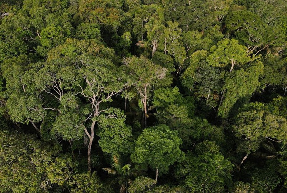 Floresta Amazônica em Manaus — Foto: Bruno Kelly/Reuters