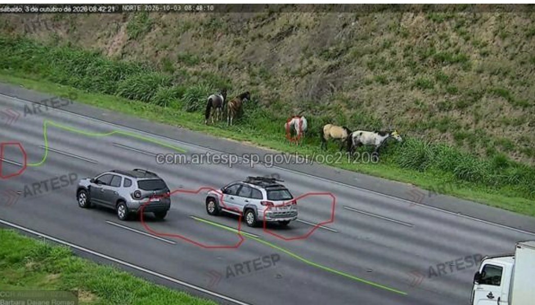 Cavalos no acostamento interrompem trânsito na Rodovia dos Bandeirantes, em SP, por 30 minutos