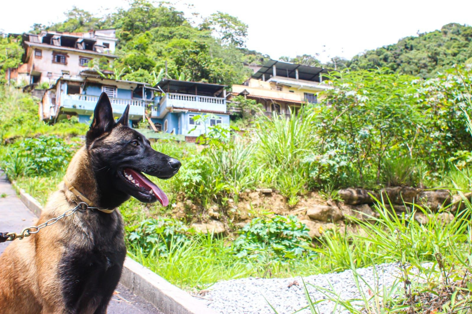 Guarda Civil treina cão para resgate de vítimas em escombros antes do período de chuvas em Petrópolis