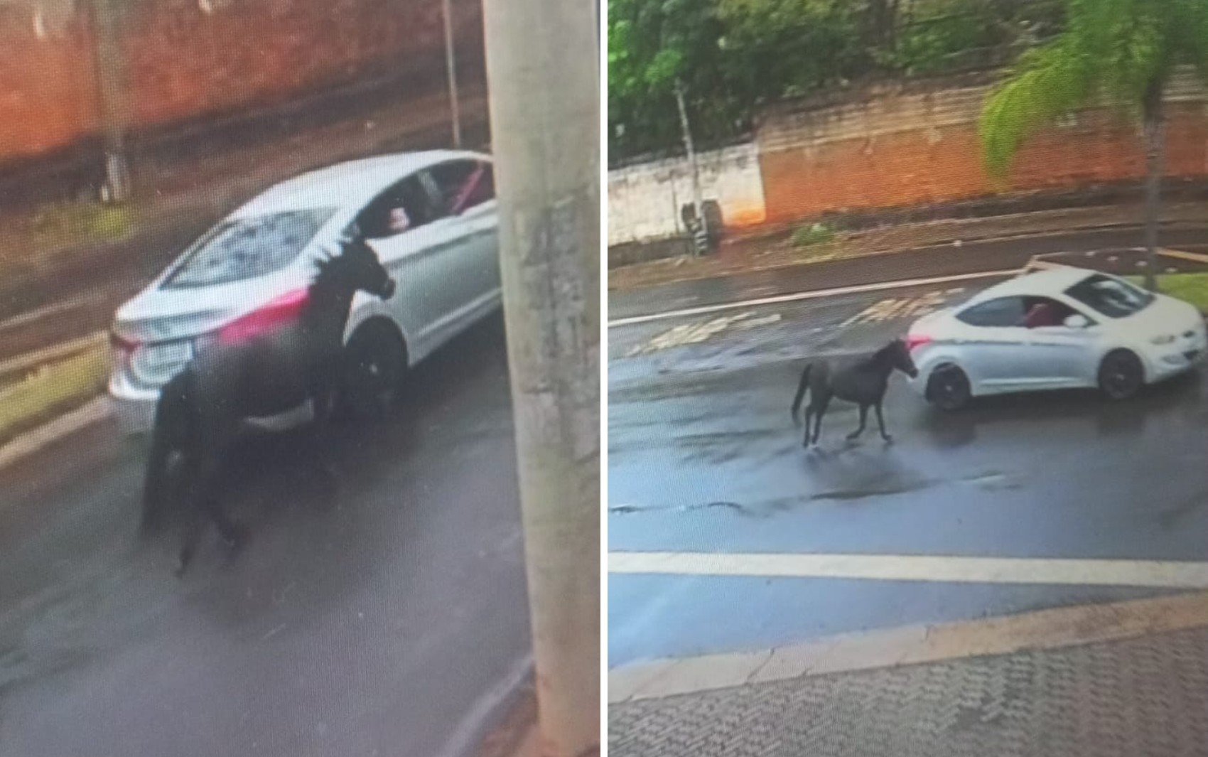 Família procura pônei que sumiu em Ribeirão Preto, SP; câmera mostra animal sendo levado preso a corda ao lado de carro