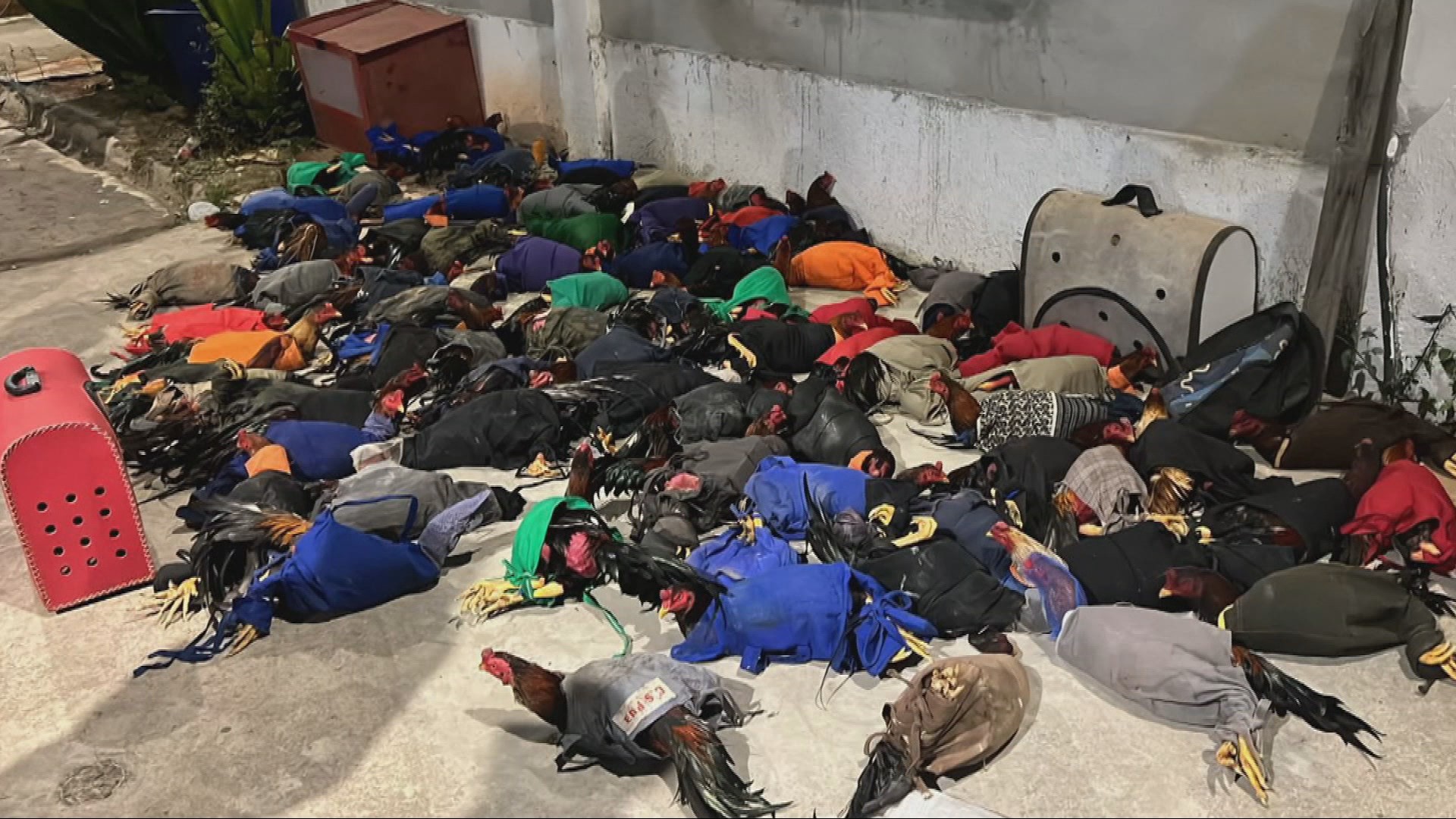 PM fecha rinha de galos clandestina e encontra 143 aves com sinais de maus-tratos na Grande BH