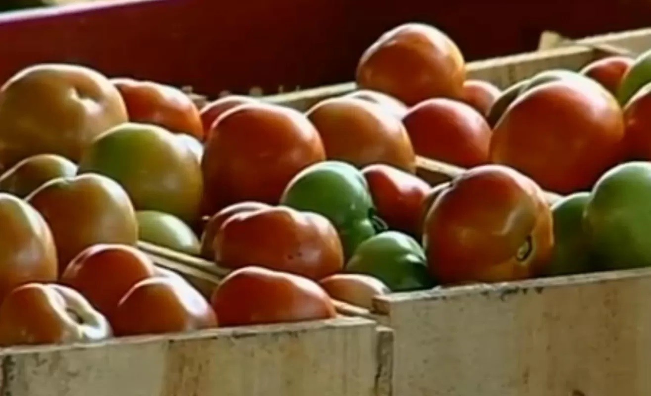 Importância do interior de SP no desenvolvimento da indústria do tomate é lembrada em livro de especialista da USP