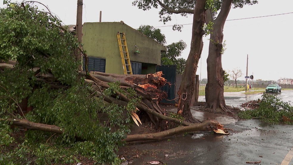 Árvore destrói casa durante temporal e obriga aposentados a dormir no carro em Ribeirão Preto (SP). — Foto: Carlos Trinca/EPTV