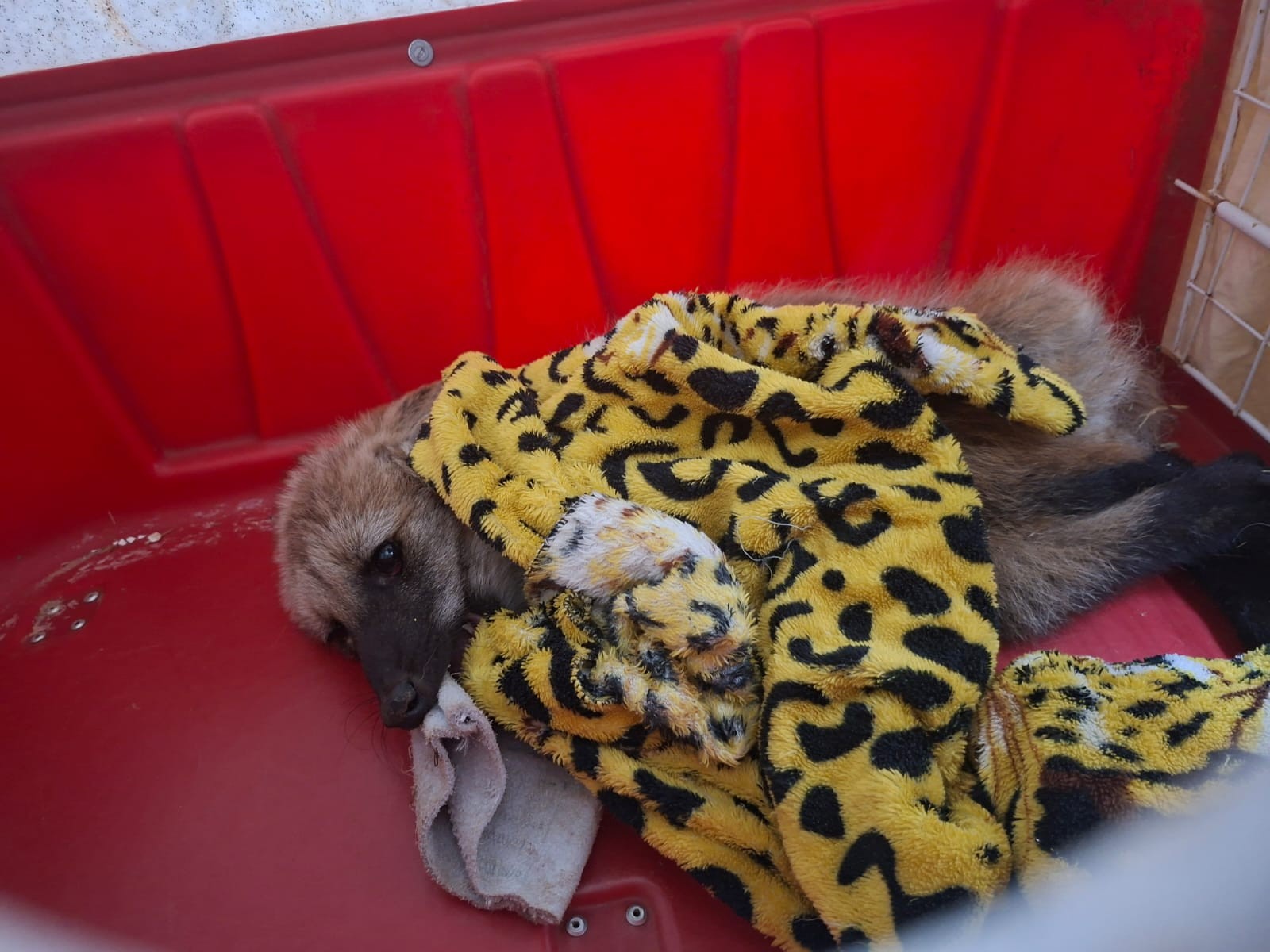 Lobo-guará é resgatado em canaleta às margens de rodovia em Itapetininga