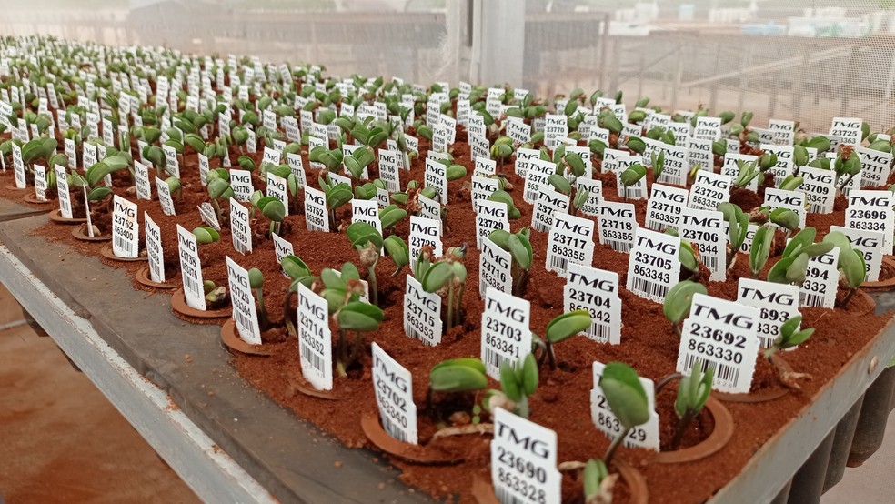 Estufa de cultivo de soja da empresa de melhoramento TMG — Foto: Anderson Viegas/g1 MS