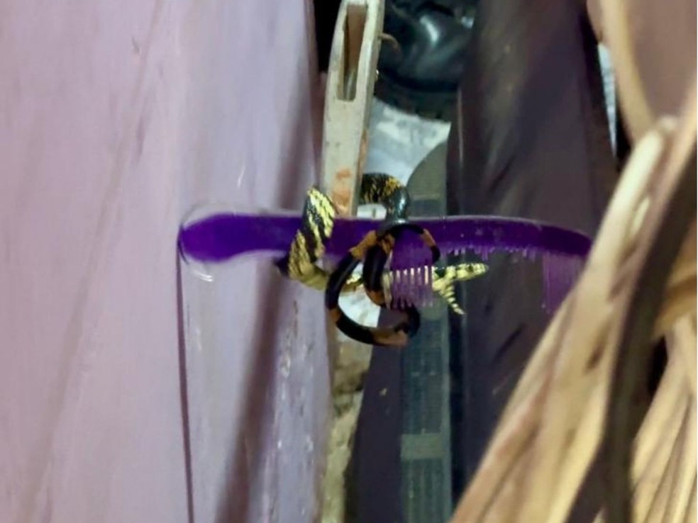 Cobra caninana estava escondida atrás de estante de sala — Foto: Arquivo/Corpo de Bombeiros de Sena Madureira