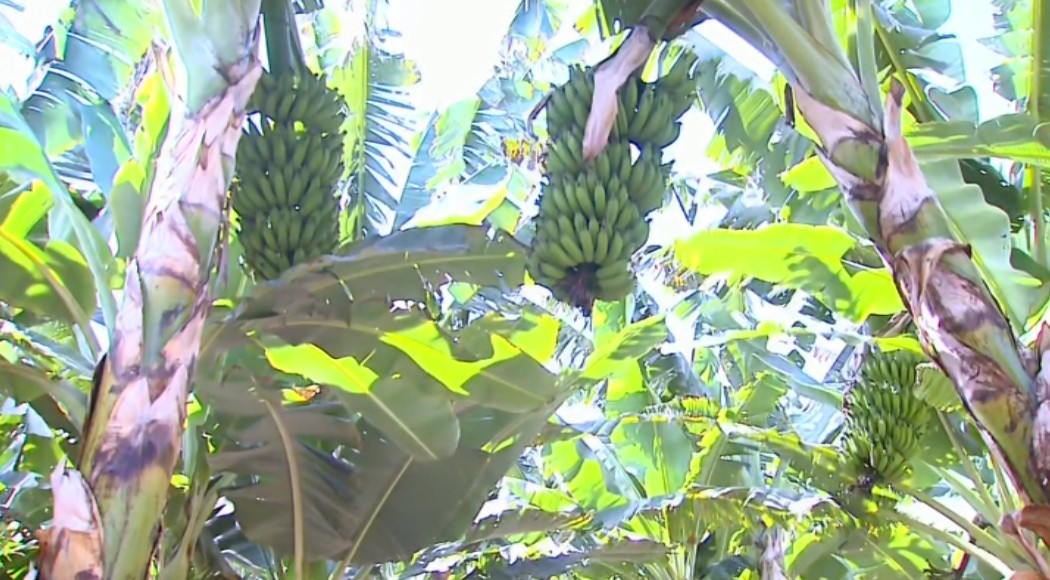Produtores rurais participam de Simpósio e Dia de Campo de Bananicultura em Rurópolis