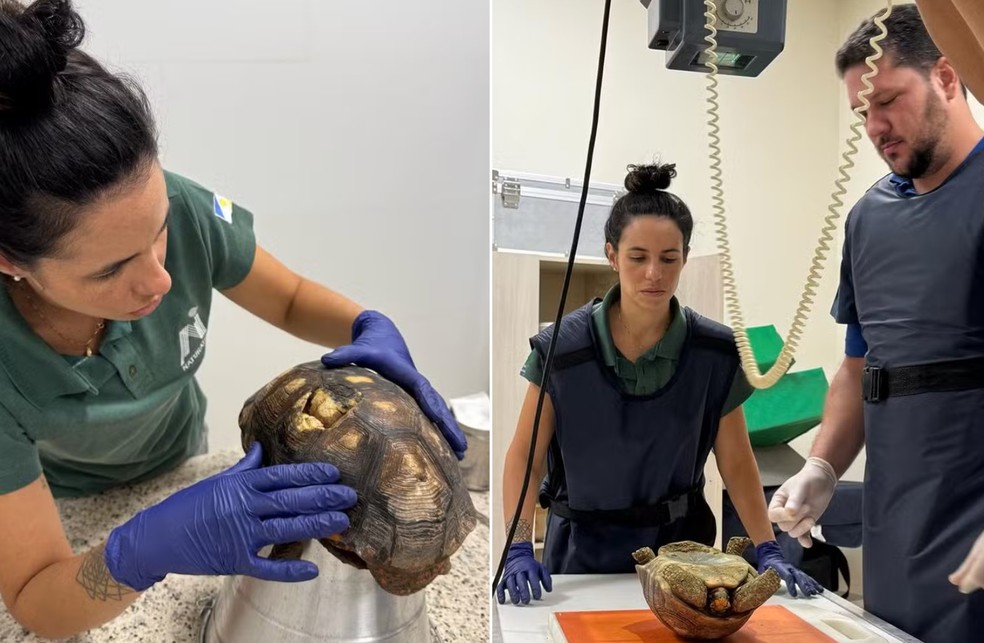 Jabuti passou por exames no Cefau, em Palmas — Foto: Divulgação/Naturatins