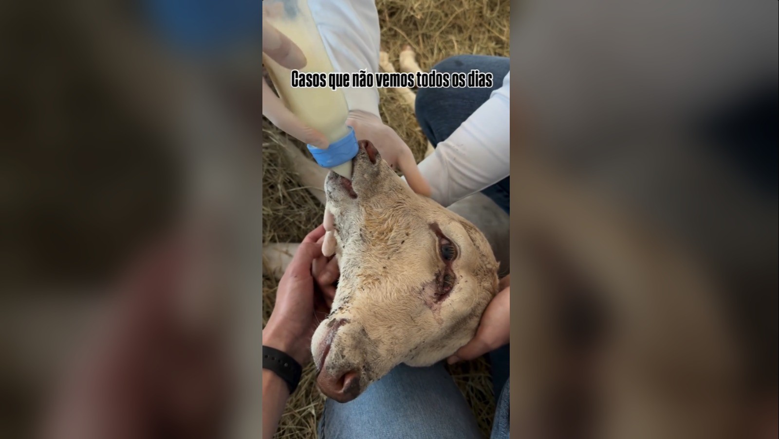 Em caso raro, bezerra com 2 cabeças nasce viva e é alimentada por veterinários em SC; VÍDEO