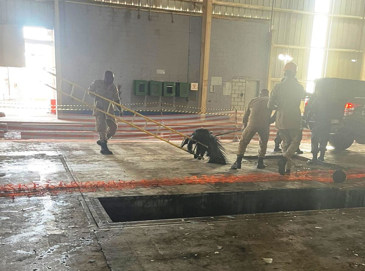 VÍDEO: tamanduá-bandeira é resgatado após cair em vala de galpão industrial em Cuiabá