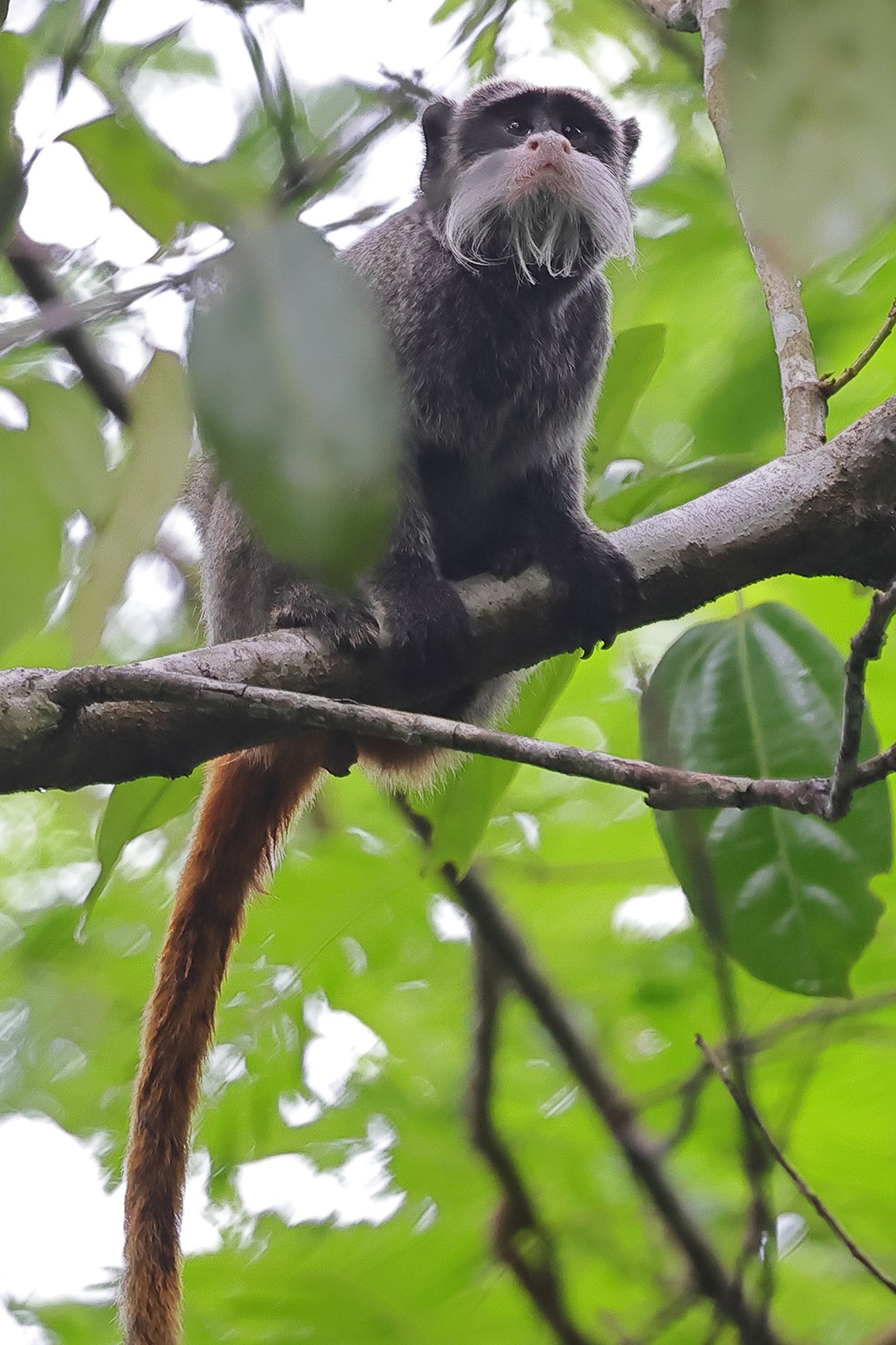 Os saguis-imperadores (Saguinus imperator), conhecidos localmente como “bigodeiros”, também foram registrados na Fazenda Seringal Guajará, em Feijó — Foto: Projeto Rio Muru