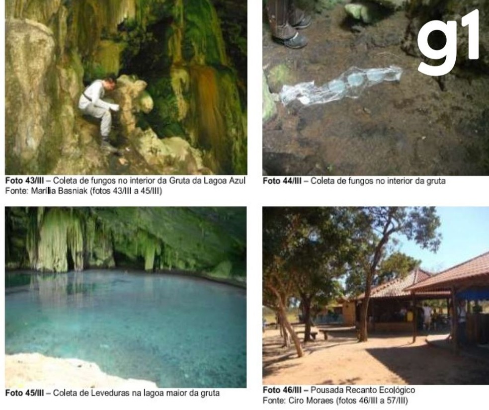 Predadores, inúmeros insetos e parasitas também habitam o local — Foto: Reprodução