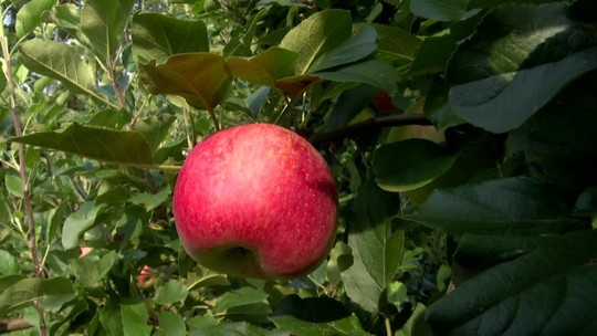 Agricultores apostam em variedade de maçã mais resistente ao calor no norte do Paraná  - Programa: Caminhos do Campo 