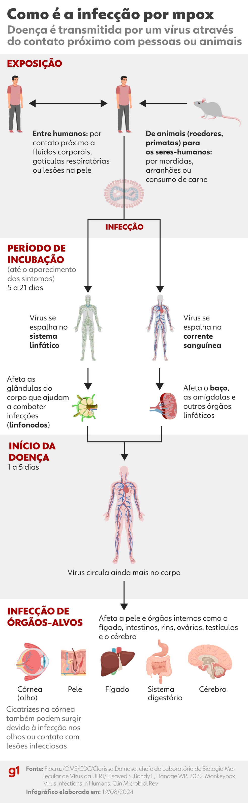 Entenda como o vrus da mpox infecta o corpo humano.  Foto: Ana Moscatelli/Arte g1